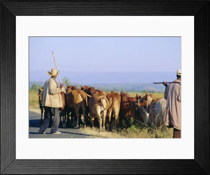 Framed Print : Small herd of cows and their herders, Woolisso reigion, Shoa Province, Ethiopia Framed Print : Small herd of cows and their herders, Woolisso reigion, Shoa Province, Ethiopia