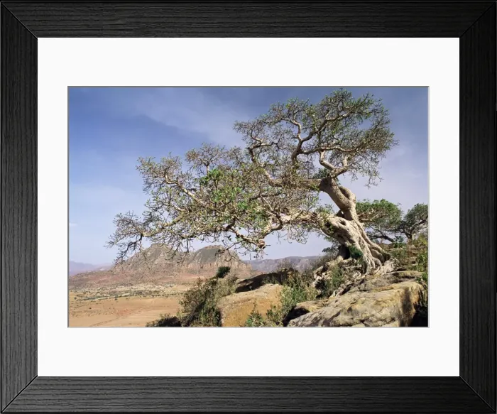 Framed Print : On the flank of Mount Workamba, Tambien region, Tigre Province, Ethiopia, Africa Framed Print : On the flank of Mount Workamba, Tambien region, Tigre Province, Ethiopia, Africa