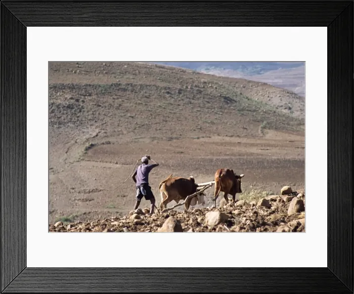 Framed Print : Man ploughing with animals on rough ground, Lasta Valley, Wollo region, Ethiopia, Africa Framed Print : Man ploughing with animals on rough ground, Lasta Valley, Wollo region, Ethiopia, Africa