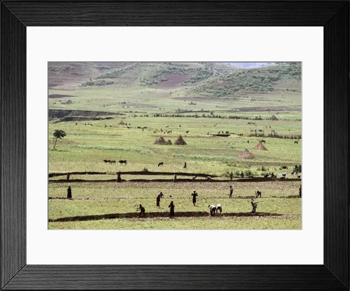 Framed Print : Working on farmland, near Sentebe, Choa region, Ethiopia, Africa Framed Print : Working on farmland, near Sentebe, Choa region, Ethiopia, Africa