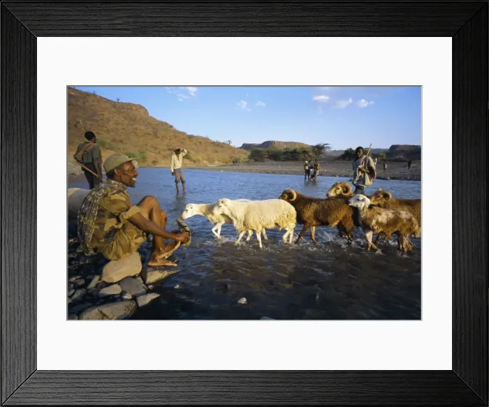 Framed Print : Shepherds and flock crossing river, Terari Wenz, Wollo region, Ethiopia, Africa Framed Print : Shepherds and flock crossing river, Terari Wenz, Wollo region, Ethiopia, Africa