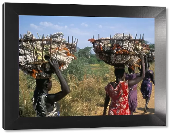 Nuer women carrying sorghum, Gambella region, Ilubador state, Ethiopia, Africa