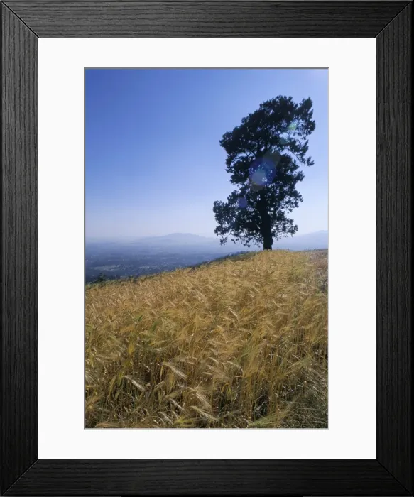 Framed Print : Barley field on the slopes of Entoto, Shoa province, Ethiopia, Africa Framed Print : Barley field on the slopes of Entoto, Shoa province, Ethiopia, Africa