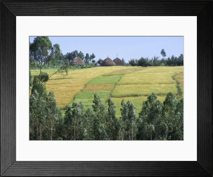 Framed Print : Fields in the countryside in the land of the Gourague, Hosana region, Shoa province Framed Print : Fields in the countryside in the land of the Gourague, Hosana region, Shoa province