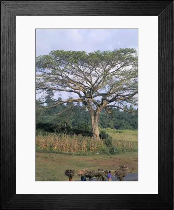 Framed Print : Oromo country, Bako region, Shoa state, Ethiopia, Africa Framed Print : Oromo country, Bako region, Shoa state, Ethiopia, Africa