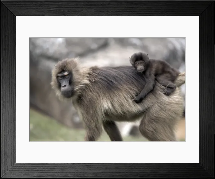 Framed Print : Gelada baboons, in the Simien Mountains National Park, Ethiopia, Africa Framed Print : Gelada baboons, in the Simien Mountains National Park, Ethiopia, Africa