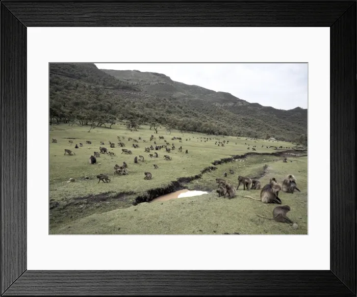 Framed Print : Gelada baboons, in the Simien Mountains National Park, Ethiopia, Africa Framed Print : Gelada baboons, in the Simien Mountains National Park, Ethiopia, Africa