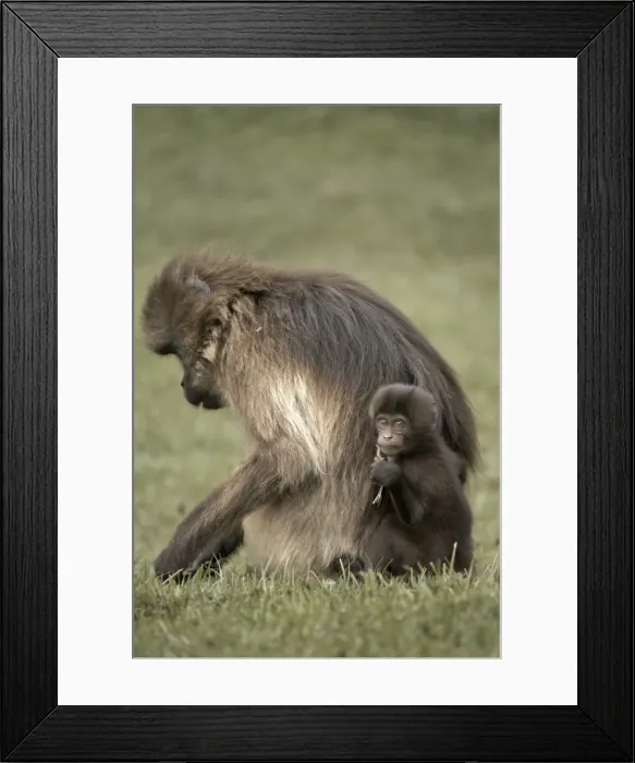Framed Print : Gelada baboons, in the Simien Mountains National Park, Ethiopia, Africa Framed Print : Gelada baboons, in the Simien Mountains National Park, Ethiopia, Africa