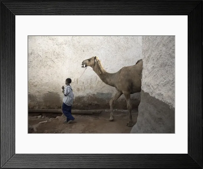 Framed Print : A boy walks his camel through one of the 368 alleyways contained within the city of Harar Framed Print : A boy walks his camel through one of the 368 alleyways contained within the city of Harar