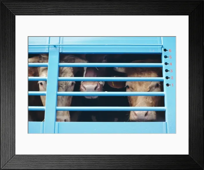 Framed Print : Cattle loaded in truck for market, Andorra Framed Print : Cattle loaded in truck for market, Andorra