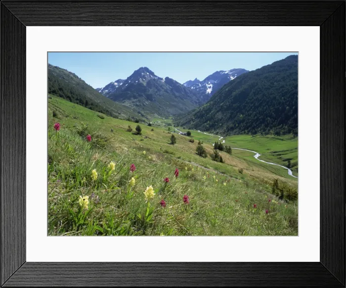 Framed Print : Wild orchids (Dactyorhiza sambucina), Vall d Incles, Soldeu, Andorra, Europe Framed Print : Wild orchids (Dactyorhiza sambucina), Vall d Incles, Soldeu, Andorra, Europe