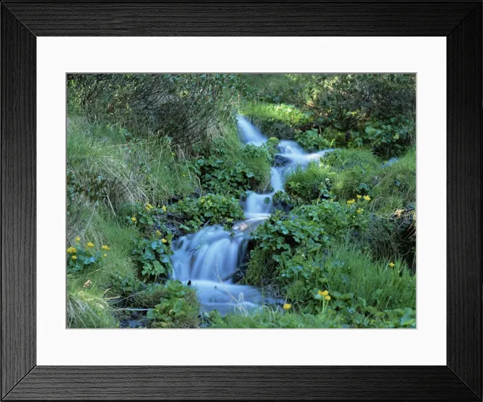 Framed Print : Marsh marigolds (Caltha palustris) by mountain stream, Obac d Incles Framed Print : Marsh marigolds (Caltha palustris) by mountain stream, Obac d Incles
