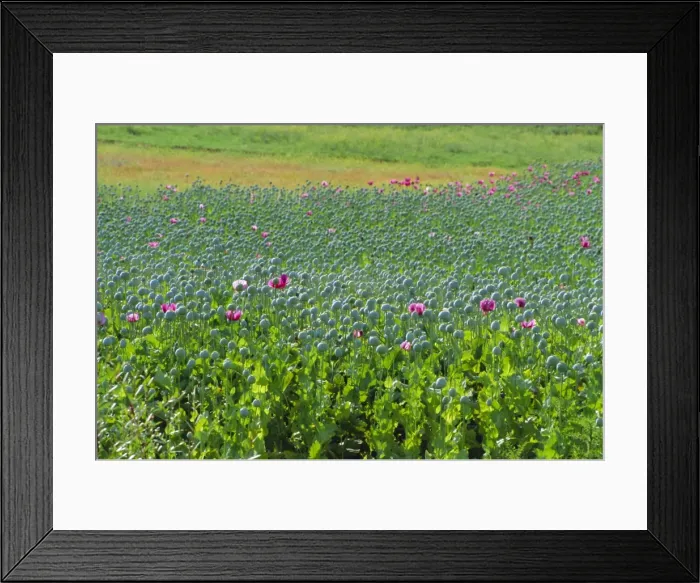 Framed Print : Opium Poppies are a legal crop for production of Morphine, Sandinski, Bulgaria Framed Print : Opium Poppies are a legal crop for production of Morphine, Sandinski, Bulgaria