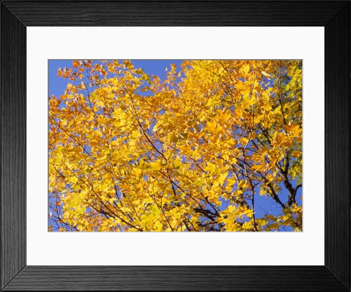 Framed Print : Autumn colours of leaves on tree in Rila Mountains, Rila National Park, Bulgaria, Europe