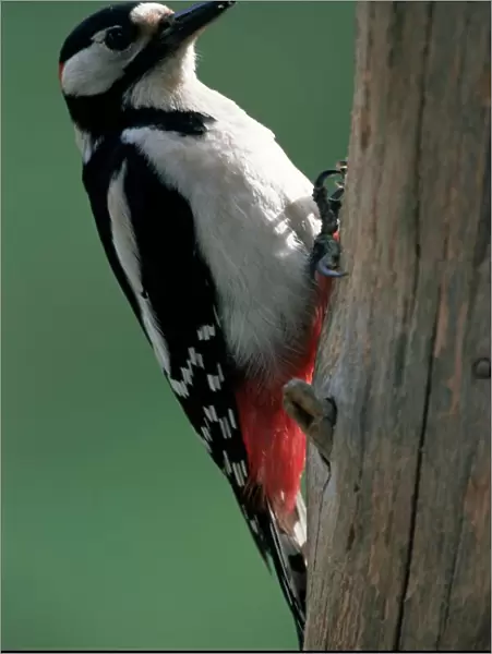 Greater spotted woodpecker (Dendrocopos major), Finland, Scandinvia, Europe