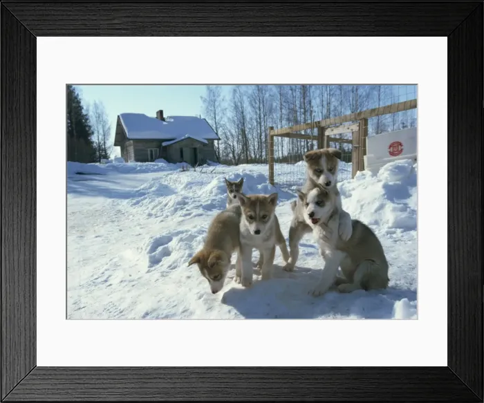 Framed Print : Group of five purebred Siberian husky pups at 8 weeks at Vihari kennels Framed Print : Group of five purebred Siberian husky pups at 8 weeks at Vihari kennels