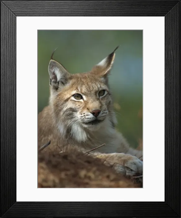 Framed Print : European lynx, Ranua Wildlife Park, Finland, Scandinavia, Europe Framed Print : European lynx, Ranua Wildlife Park, Finland, Scandinavia, Europe