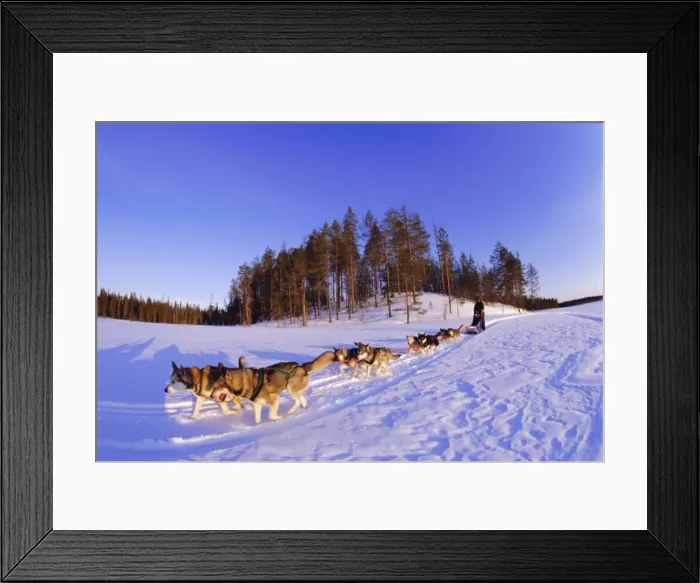 Framed Print : Driving a dogsled with a team of 8 Siberian huskies, Karelia, Finland, Europe Framed Print : Driving a dogsled with a team of 8 Siberian huskies, Karelia, Finland, Europe