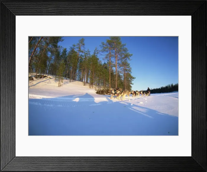 Framed Print : Caveris Husky Safaris, pure-bred Siberian huskies on the way home at the end of the day Framed Print : Caveris Husky Safaris, pure-bred Siberian huskies on the way home at the end of the day