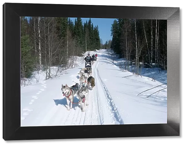 Driving Siberian huskies, Karelia, Finland, Scandinavia, Europe
