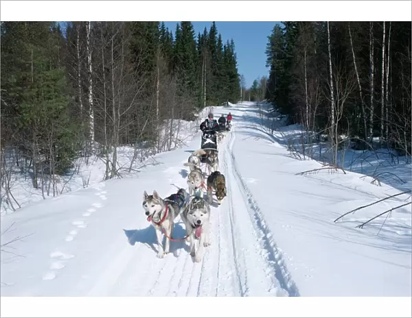 Driving Siberian huskies, Karelia, Finland, Scandinavia, Europe
