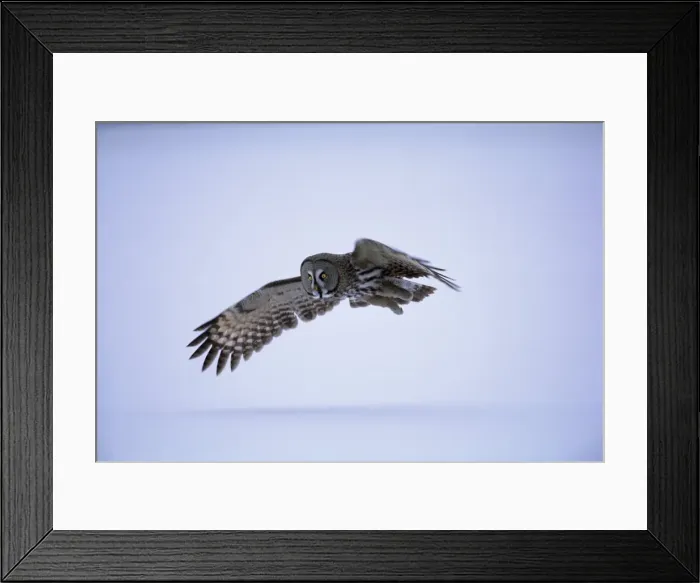 Framed Print : Great grey owl (Strix nebulosa) in flight, Finland, Scandinavia, Europe Framed Print : Great grey owl (Strix nebulosa) in flight, Finland, Scandinavia, Europe