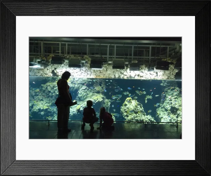 Framed Print : Aquarium, Oceanographic Institute, Monaco-Veille, Monaco, Europe Framed Print : Aquarium, Oceanographic Institute, Monaco-Veille, Monaco, Europe