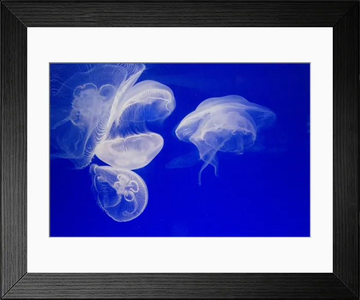 Framed Print : Jellyfish, Aquarium, Oceanographic Institute, Monaco-Veille, Monaco, Europe Framed Print : Jellyfish, Aquarium, Oceanographic Institute, Monaco-Veille, Monaco, Europe
