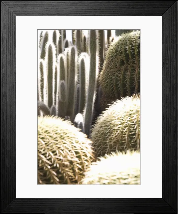 Framed Print : Cacti in the Exotic Garden, Monaco, Cote d Azur, Mediterranean, Europe Framed Print : Cacti in the Exotic Garden, Monaco, Cote d Azur, Mediterranean, Europe