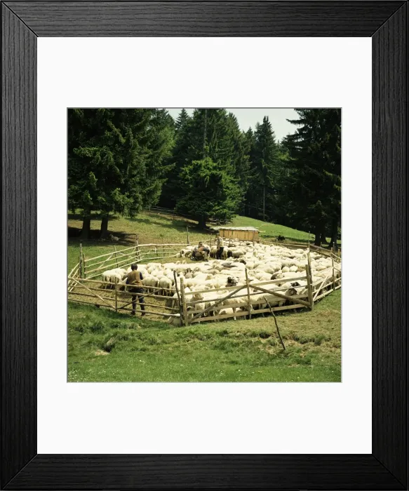 Framed Print : Shepherds tending sheep, Bucegi Mountains, Carpathian Mountains, Transylvania Framed Print : Shepherds tending sheep, Bucegi Mountains, Carpathian Mountains, Transylvania