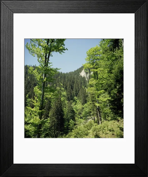 Framed Print : Descent from Poiana Brasov resort, Carpathian Mountains, Transylvania, Romania, Europe Framed Print : Descent from Poiana Brasov resort, Carpathian Mountains, Transylvania, Romania, Europe
