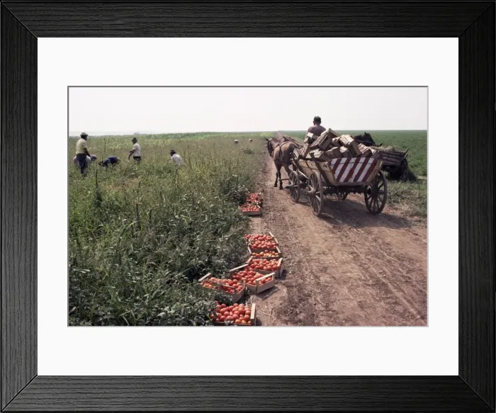 Framed Print : Harvesting tomatoes, Cetate, Romania, Europe Framed Print : Harvesting tomatoes, Cetate, Romania, Europe