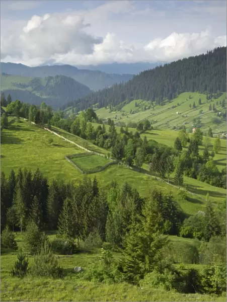 Carpathian mountains of Moldavia and Southern Bucovina, north of Campulung Moldovenesc