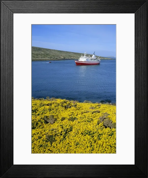 Framed Print : Wild flowers on New Island and tourist ship, the Explorer, West Falkland in the Falkland Islands
