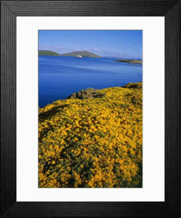 Framed Print : Yellow gorse bushes (ulex europea), New Island, West Falkland, Falkland Islands Framed Print : Yellow gorse bushes (ulex europea), New Island, West Falkland, Falkland Islands