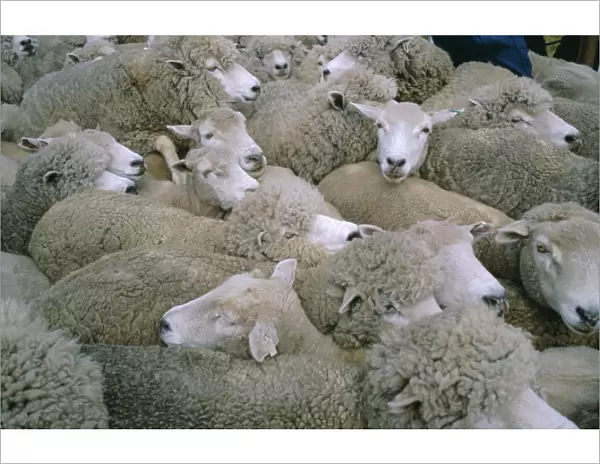 Sheep, Falkland Islands, South America