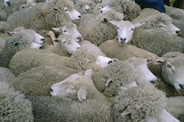 Sheep, Falkland Islands, South America