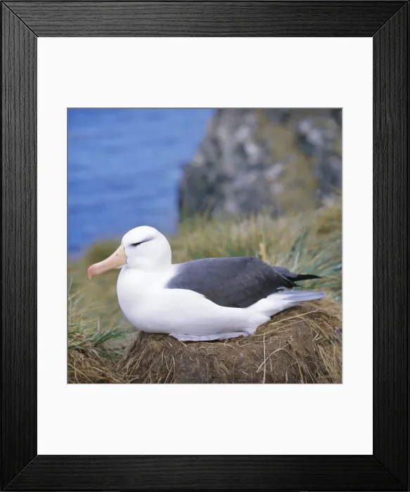 Framed Print : Close-up of a Black-browed Albatross on nest, Falkland Islands, South Atlantic Framed Print : Close-up of a Black-browed Albatross on nest, Falkland Islands, South Atlantic