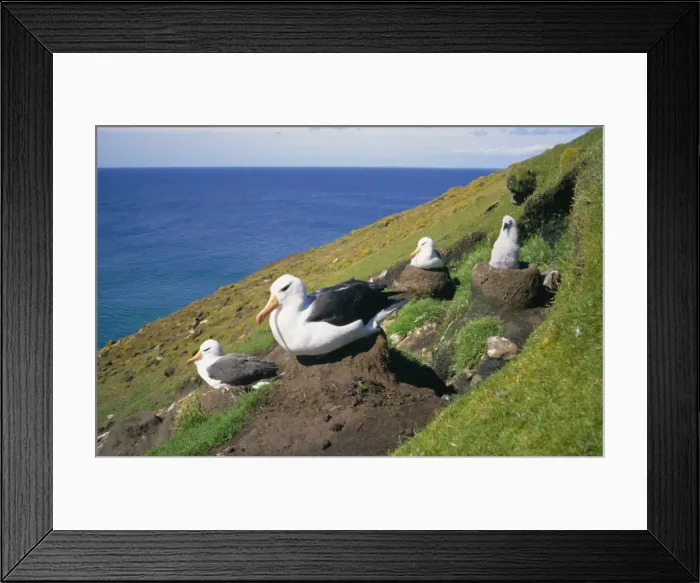 Framed Print : Black-browed albatross and chick, Saunders Island, Falkland Islands Framed Print : Black-browed albatross and chick, Saunders Island, Falkland Islands