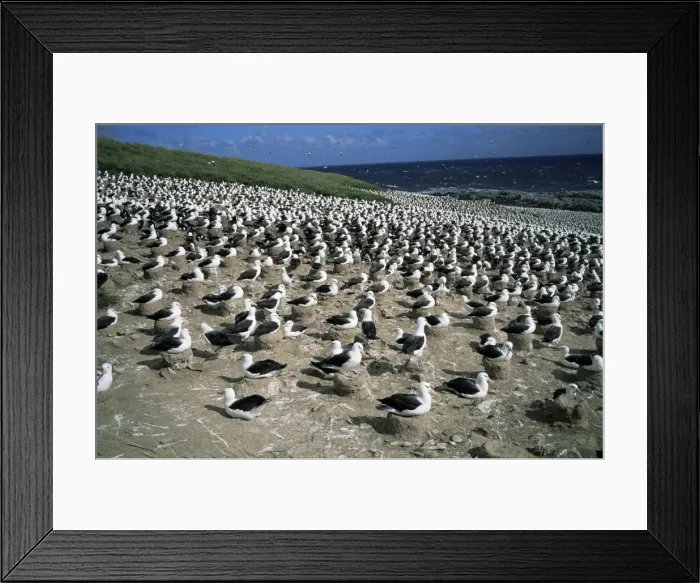 Framed Print : Nesting black-browed albatross, Steeple Jason island, Falkland Islands, South America Framed Print : Nesting black-browed albatross, Steeple Jason island, Falkland Islands, South America