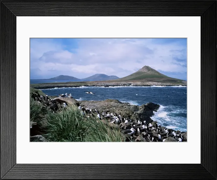 Framed Print : Steeple Jason island and nesting black-browed albatross, Falkland Islands, South America Framed Print : Steeple Jason island and nesting black-browed albatross, Falkland Islands, South America