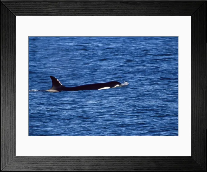 Framed Print : Killer whale (Orcinus orca) swimming near Sea Lion Island, Falkland Islands Framed Print : Killer whale (Orcinus orca) swimming near Sea Lion Island, Falkland Islands