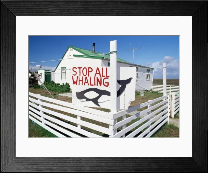 Framed Print : An anti-whaling sign in front of Falkland traditional wooden house, Sea Lion Islands Framed Print : An anti-whaling sign in front of Falkland traditional wooden house, Sea Lion Islands