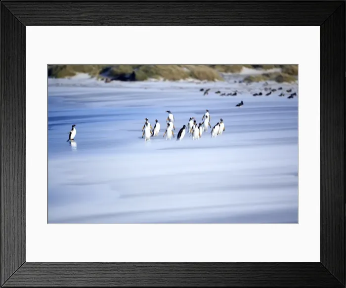 Framed Print : Gentoo penguins (Pygocelis papua papua) on the beach, Sea Lion Island, Falkland Islands Framed Print : Gentoo penguins (Pygocelis papua papua) on the beach, Sea Lion Island, Falkland Islands