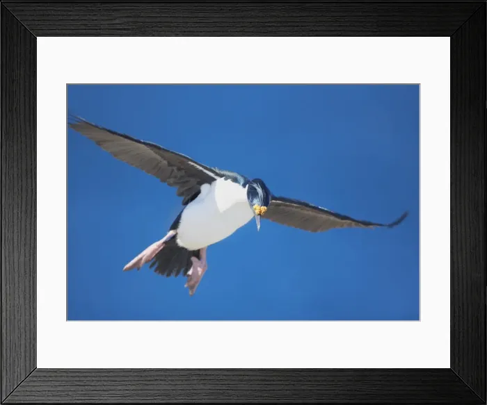 Framed Print : King cormorant (Phalacrocorax atriceps) in flight, Sea Lion Island, Falkland Islands Framed Print : King cormorant (Phalacrocorax atriceps) in flight, Sea Lion Island, Falkland Islands