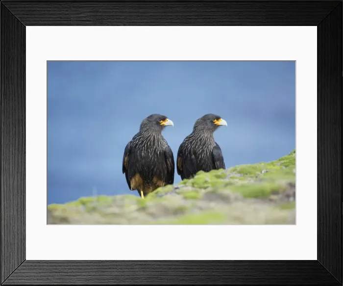 Framed Print : A pair of striated caracara (Phalcoboenus australis), Sea Lion Island, Falkland Islands Framed Print : A pair of striated caracara (Phalcoboenus australis), Sea Lion Island, Falkland Islands