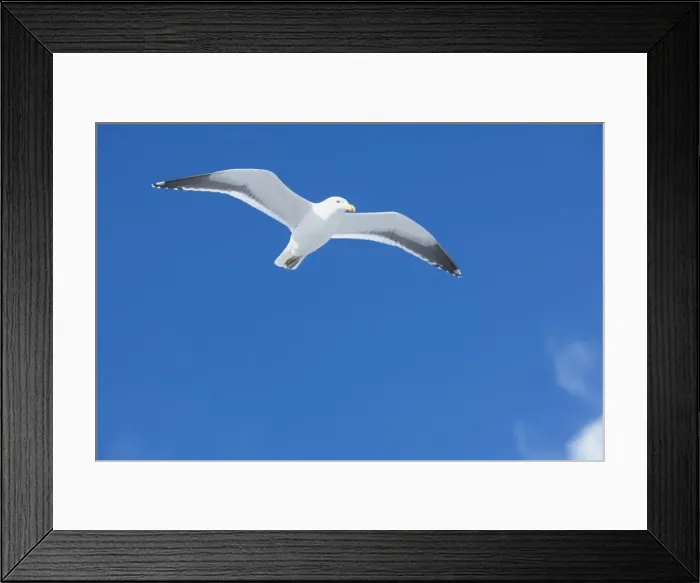 Framed Print : A Kelp gull flying (Larus dominicanus), Sea Lion Island, Falkland Islands Framed Print : A Kelp gull flying (Larus dominicanus), Sea Lion Island, Falkland Islands