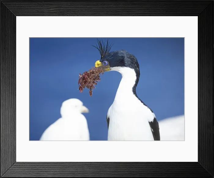Framed Print : King cormorant (Phalacrocorax atriceps) carrying red algae in its beak Framed Print : King cormorant (Phalacrocorax atriceps) carrying red algae in its beak