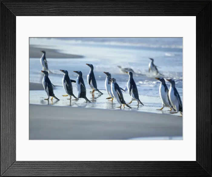 Framed Print : Gentoo penguins (Pygocelis papua papua) walking on the beach, Sea Lion Island Framed Print : Gentoo penguins (Pygocelis papua papua) walking on the beach, Sea Lion Island