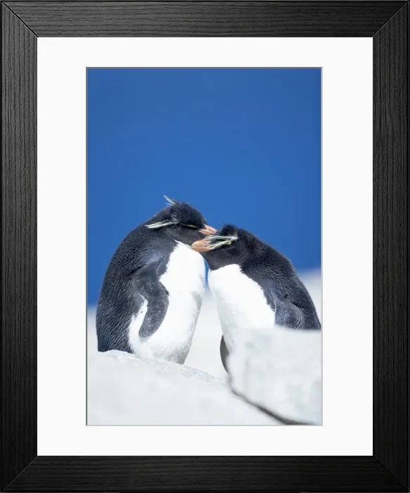 Framed Print : Two Rockhopper penguins (Eudyptes chrysocome chrysocome), Sea Lion Island Framed Print : Two Rockhopper penguins (Eudyptes chrysocome chrysocome), Sea Lion Island